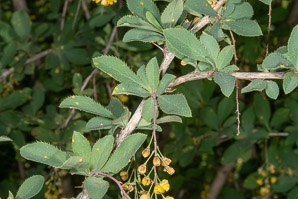 Berberis koreana (Korean barberry)