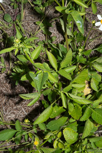 Bidens alba (spanish needles, romerillo)