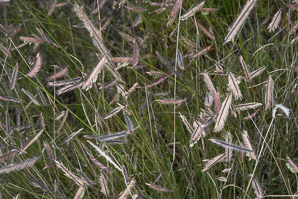 Bouteloua gracilis (blue grama grass, blue grama)