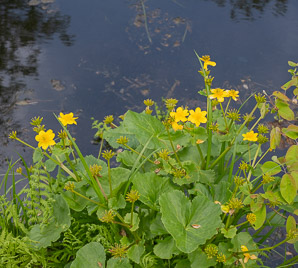Caltha palustris (marsh marigold, kingcup, yellow marsh marigold)