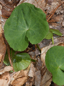 Caltha palustris (marsh marigold, kingcup, yellow marsh marigold)