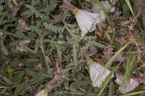 Camissonia californica (California evening primrose, California suncup)