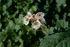 Camissonia claviformis (Peirson’s evening-primrose, Peirson’s browneyes)