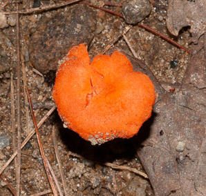 Cantharellus cinnabarinus (cinnabar chanterelle, apricot chanterelle)