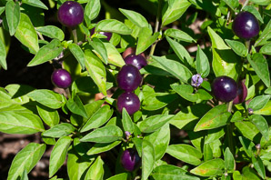 Capsicum annuum (ornamental peppers)