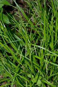 Carex gracillima (graceful sedge)
