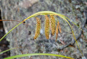 Carex gynandra (nodding sedge)