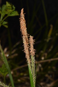 Carex nigra (black sedge, smooth black sedge)