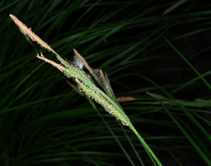 Carex stricta (tussock sedge, upright sedge)