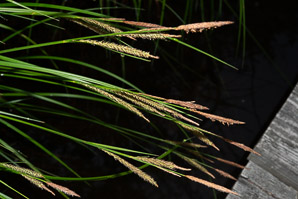 Carex stricta (tussock sedge, upright sedge)