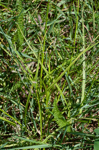 Carex vulpinoidea (common fox sedge, fox sedge)