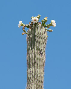 Carnegiea gigantea (saguaro, giant saguaro)