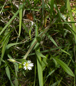Cerastium fontanum (mouse-ear chickweed, common mouse-ear chickweed)