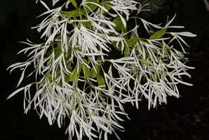 Chionanthus retusus (Chinese fringe tree)