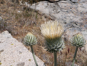 Cirsium neomexicanum (desert thistle, New Mexico thistle, powderpuff thistle, lavender thistle, Foss thistle)