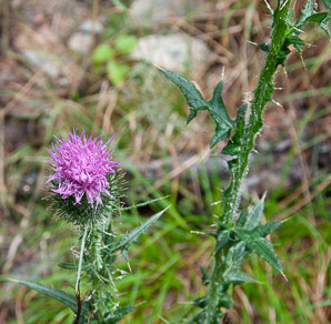Cirsium vulgare (bull thistle)