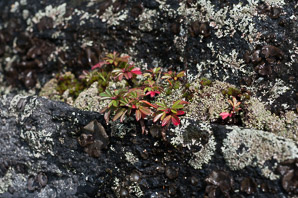 Cladonia coniocraea (common powderhorn, powderhorn cup lichen, cup lichen)