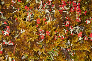 Cladonia cristatella (British soldiers, cup lichen, British soldier lichen)