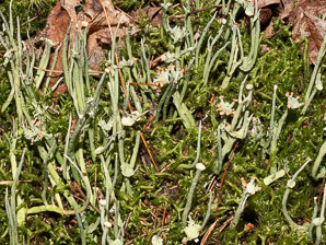 Cladonia maxima (giant cladonia, cup lichen)