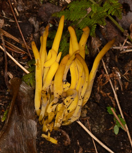 Clavulinopsis fusiformis (golden spindles)