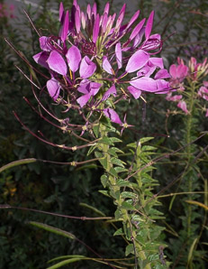 Cleome hassleriana (spider flower, spider plant, pink queen)
