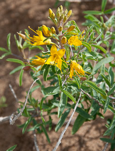 Cleome isomeris (bladderpod, Arizona bladderpod, bladderpod spiderflower)