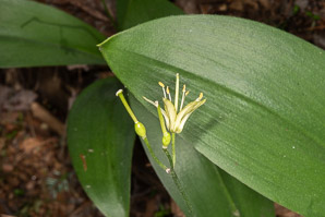 Clintonia borealis (yellow clintonia, bluebead lily, blue-bead lily, clintonia, Clinton’s lily, corn lily, cow tongue, yellow beadlily, yellow bluebeadlily, snakeberry, dogberry, straw lily, bluebead)