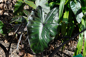 Colocasia esculenta (taro, elephant ear, cocoyam, eddo, eddoe, dasheen, dashee, coco yam)