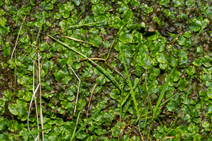 Conocephalum salebrosum (snakewort, snakeskin liverwort, cat-tongue liverwort, mushroom-headed liverwort, great scented liverwort)