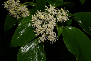 Cornus alternifolia (pagoda dogwood, alternateleaf dogwood)