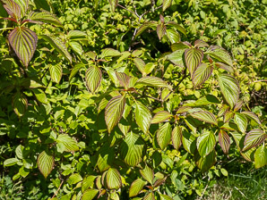 Cornus alternifolia (pagoda dogwood, alternateleaf dogwood)