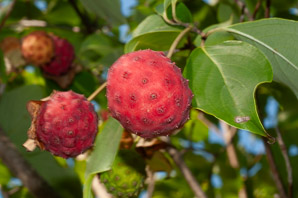 Cornus kousa (kousa dogwood, Japanese dogwood, Chinese dogwood, kouse dogwood)