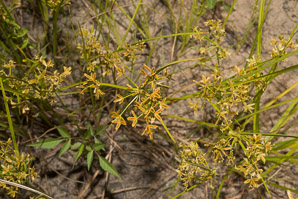 Cyperus polystachyos (many-spiked flatsedge, manyspike flatsedge)