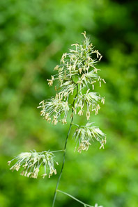 Dactylis glomerata (orchardgrass)