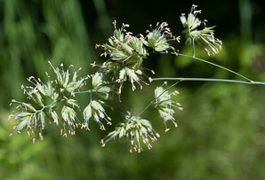 Dactylis glomerata (orchardgrass)
