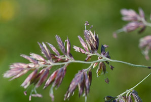 Dactylis glomerata (orchardgrass)