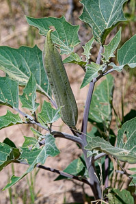Datura wrightii (angel’s trumpet, sacred thorn-apple, sacred datura, western jimson weed, belladonna, toloache, Jimsonweed, thorn-apple, angel trumpet)