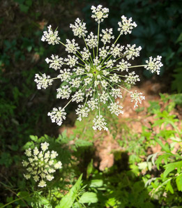 Daucus carota (Queen Anne’s lace, wild carrot, bird’s nest, bishop’s lace)