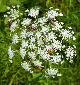 Daucus carota (Queen Anne’s lace, wild carrot, bird’s nest, bishop’s lace)