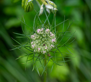 Daucus carota (Queen Anne’s lace, wild carrot, bird’s nest, bishop’s lace)