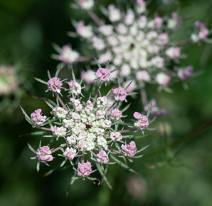 Daucus carota (Queen Anne’s lace, wild carrot, bird’s nest, bishop’s lace)