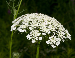 Daucus carota (Queen Anne’s lace, wild carrot, bird’s nest, bishop’s lace)