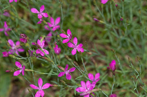 Dianthus deltoides (maiden pink)