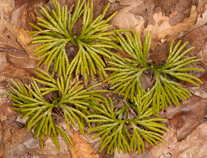 Diphasium anceps (ground cedar, northern brown cedar, flat-branched club moss, groundcedar)