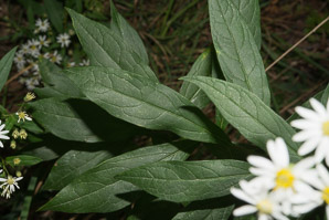 Doellingeria umbellata (flat-topped white aster, umbellate aster, parasol whitetop, tall flat-topped white aster)