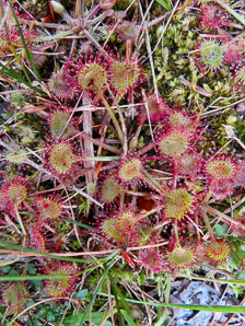 Drosera rotundifolia (common sundew, roundleaf sundew)
