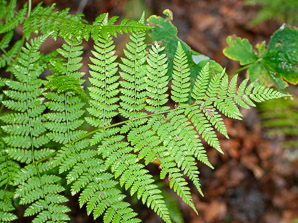 Dryopteris campyloptera (mountain wood fern, mountain woodfern)