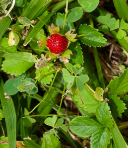 Duchesnea indica (mock strawberry, Indian strawberry)