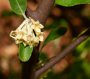 Elaeagnus umbellata (autumn olive, Japanese silverberry)