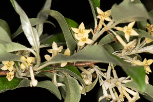 Elaeagnus umbellata (autumn olive, Japanese silverberry)